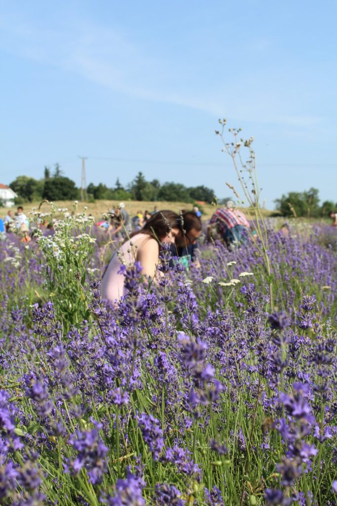 plants-growing-field