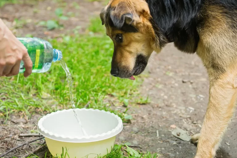 Sokak Hayvanlarına Umut Olun